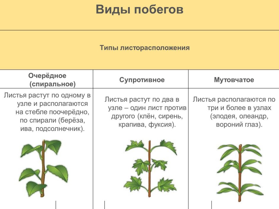 Морфологические особенности растений различных видов