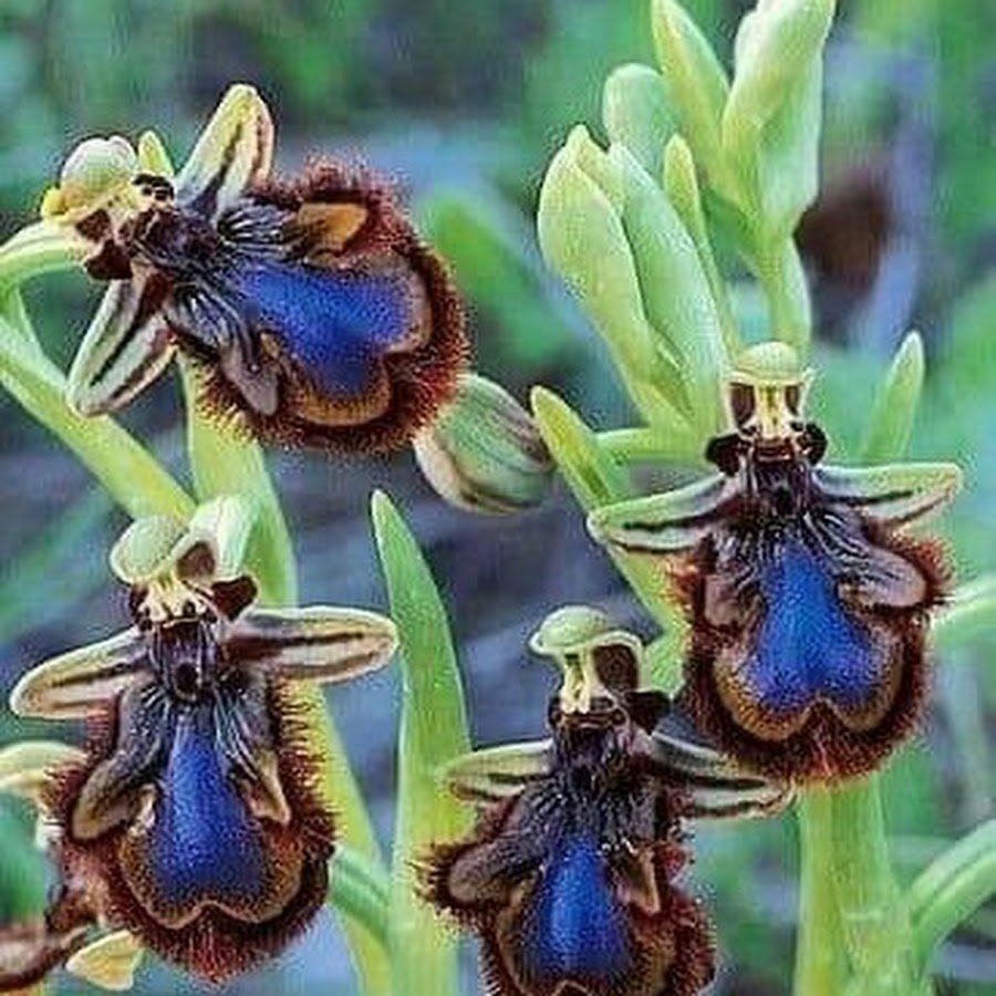 Орхидея похожая на пчелу