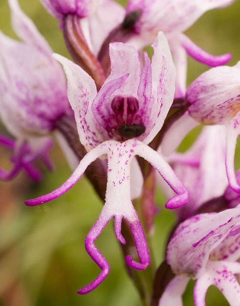 Северная Орхидея ятрышник