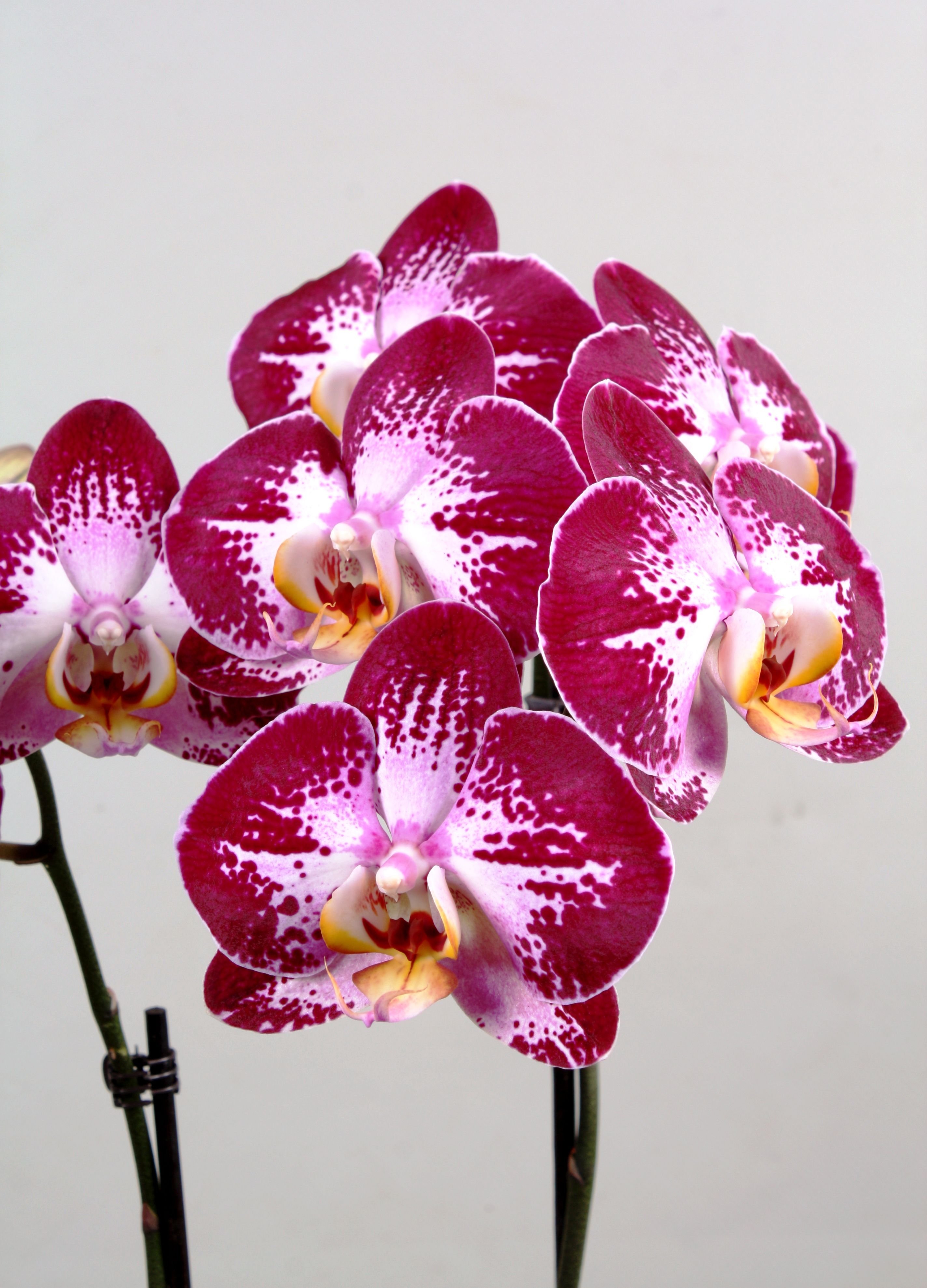 Фронтера фото орхидеи