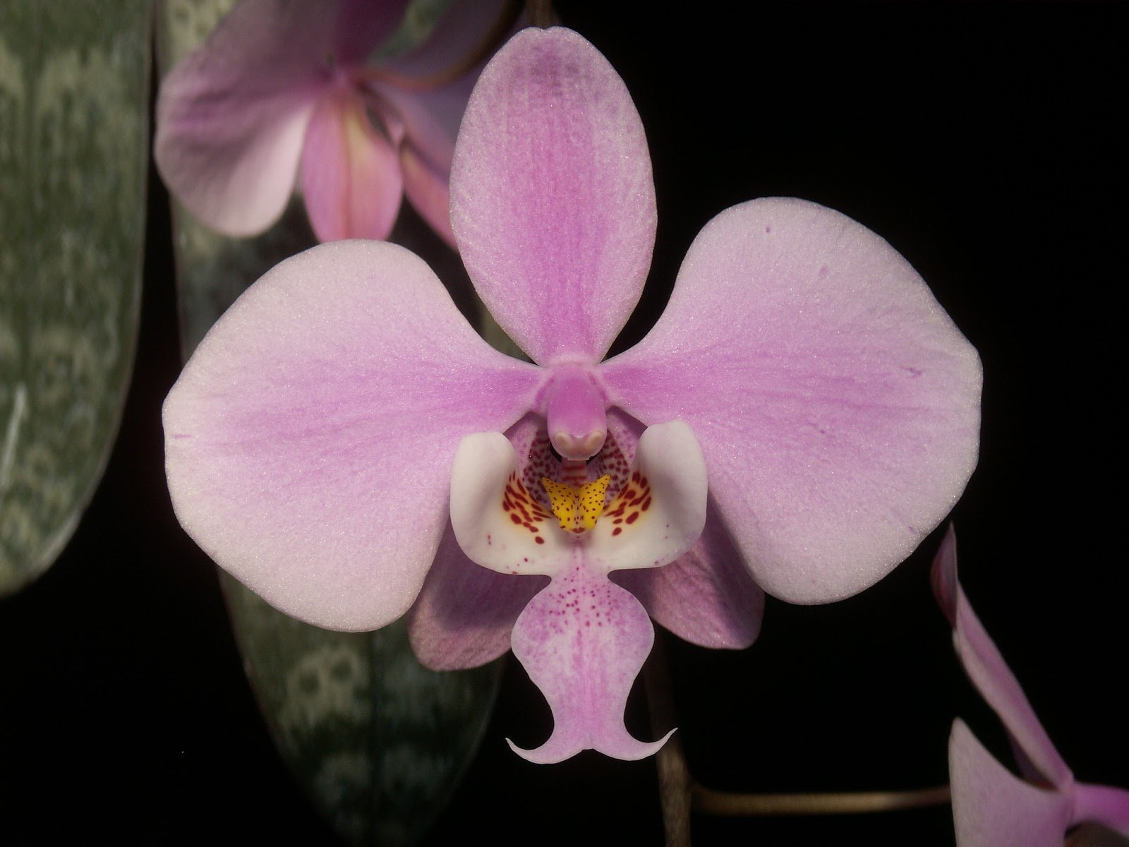 Phal. Schilleriana × sib