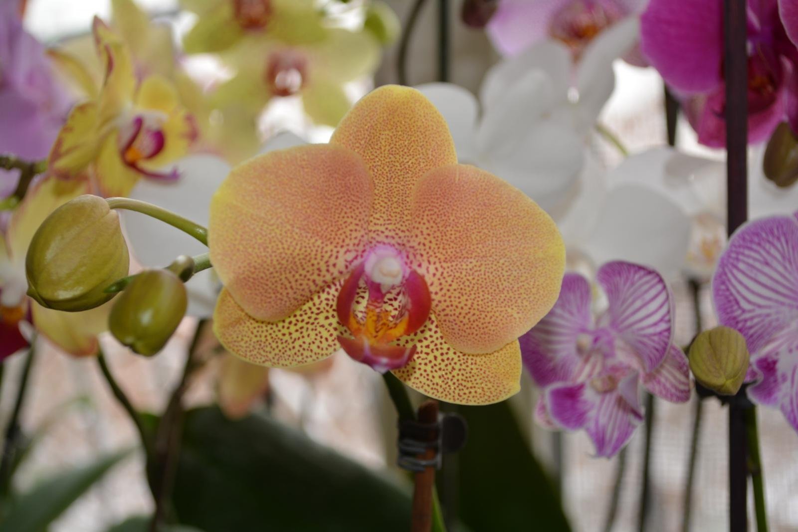орхидея карибская мечта описание