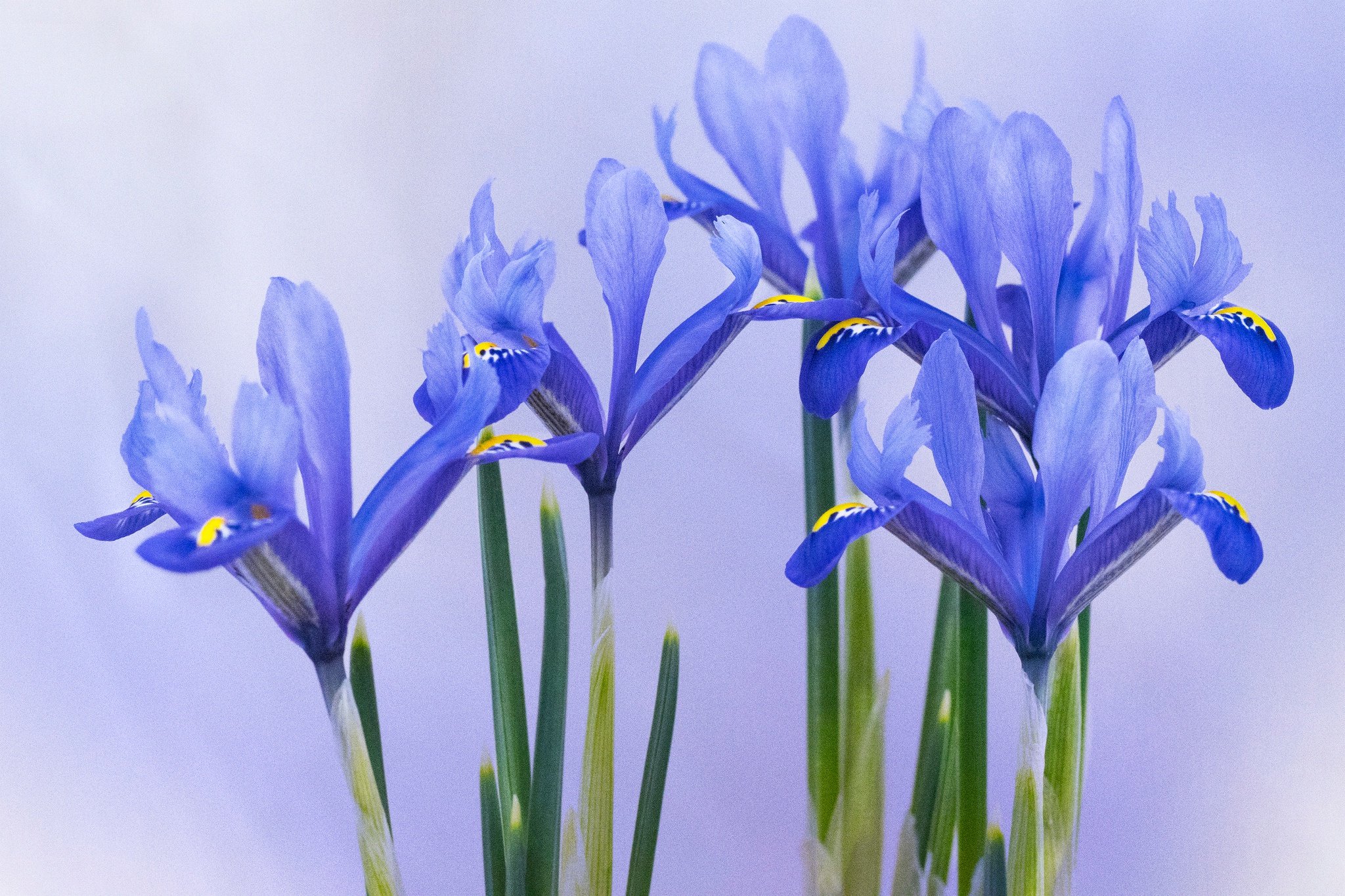 Ирисы цветы синие. Ксифиум (Xiphium). Цветок Ирис Касатик. Ирис Касатик синий. Касатик безлистный.