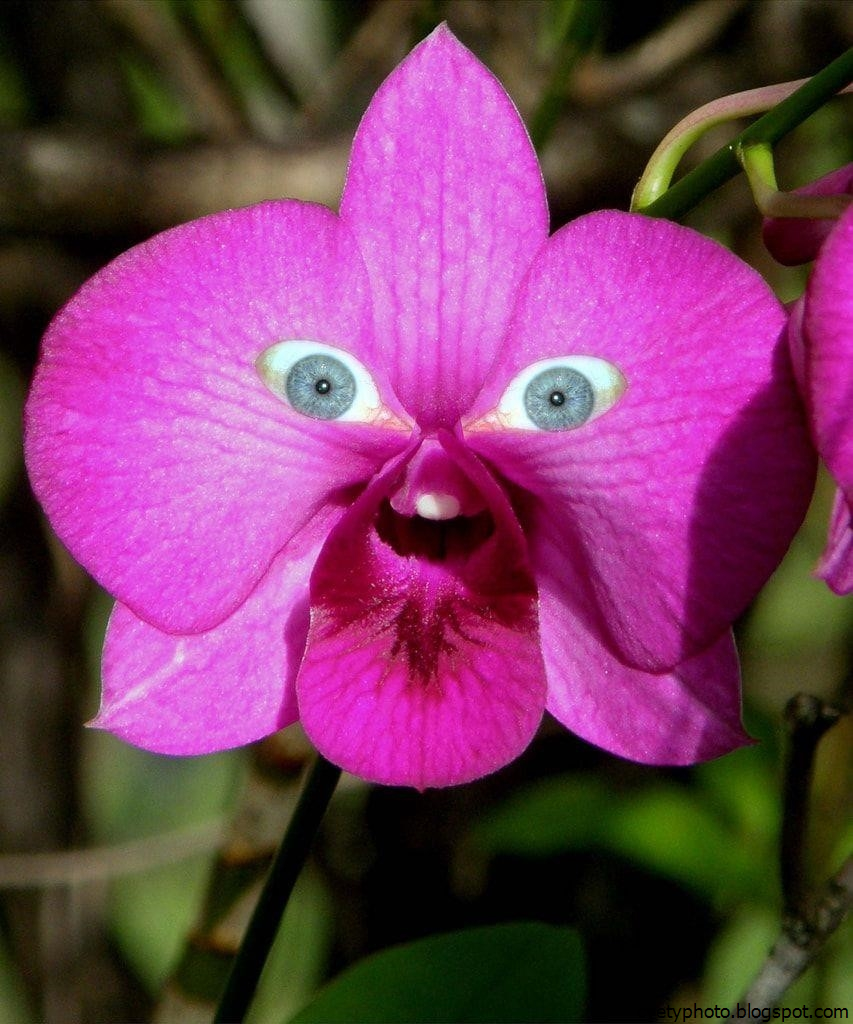 Орхидея Дракула anthracina