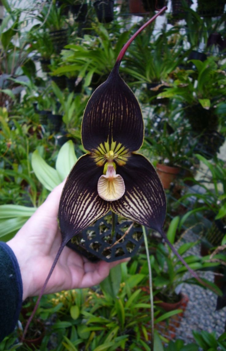Обезьянья Орхидея Dracula Simia