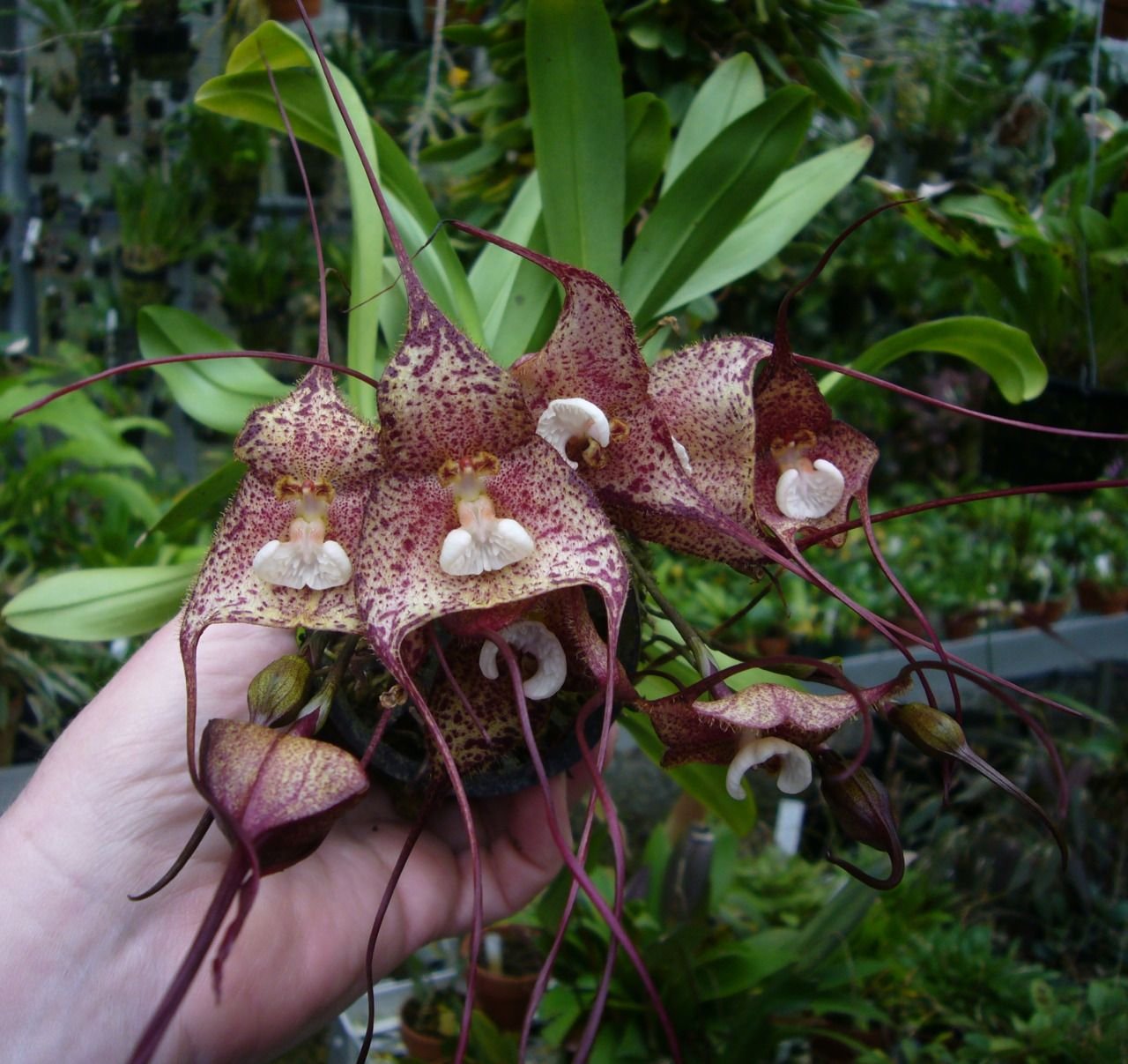 Дракула веспертилио Орхидея