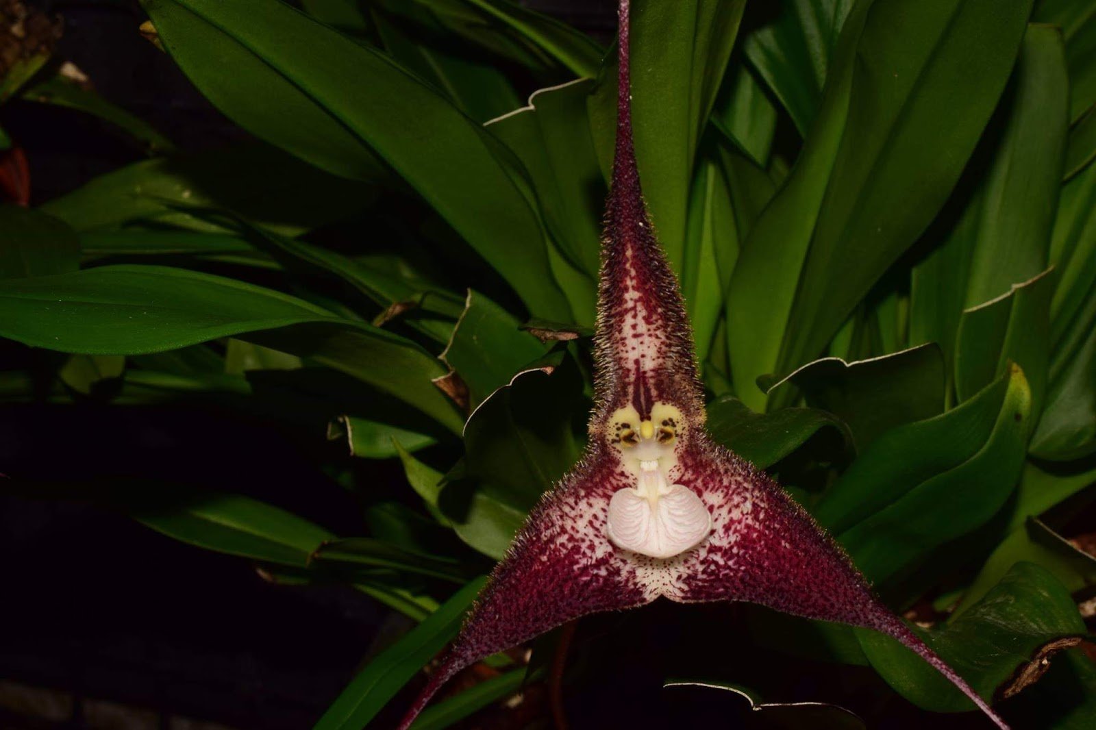 Орхидея Дракула Химера