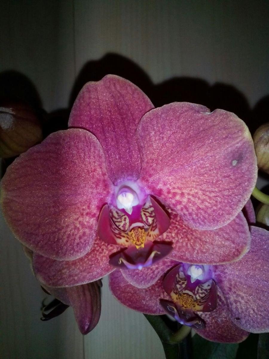 Дасти Бель Орхидея