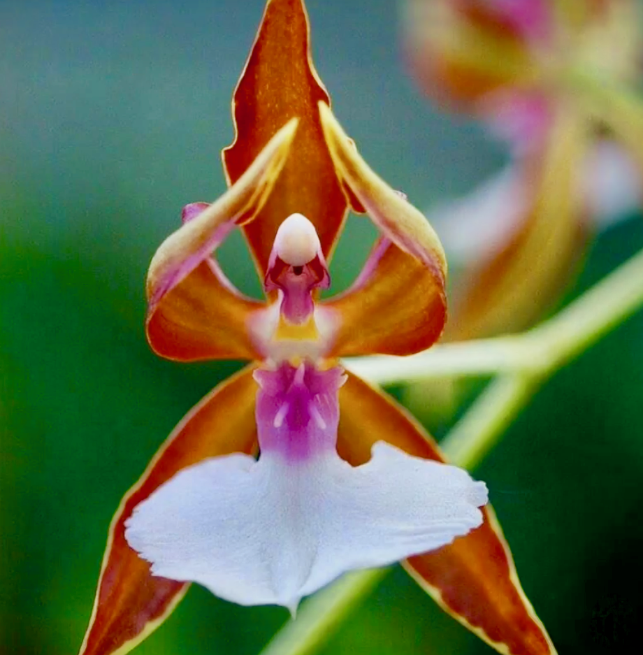 Орхидея ред Липс