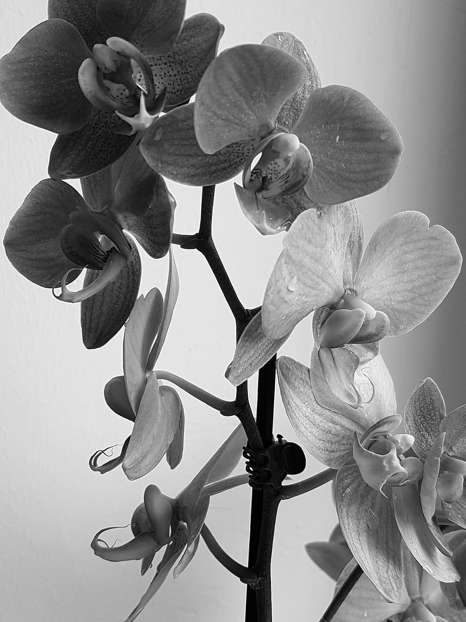 Орхидея Fredclarkeara