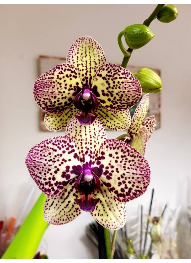 Орхидея Phalaenopsis Orangina
