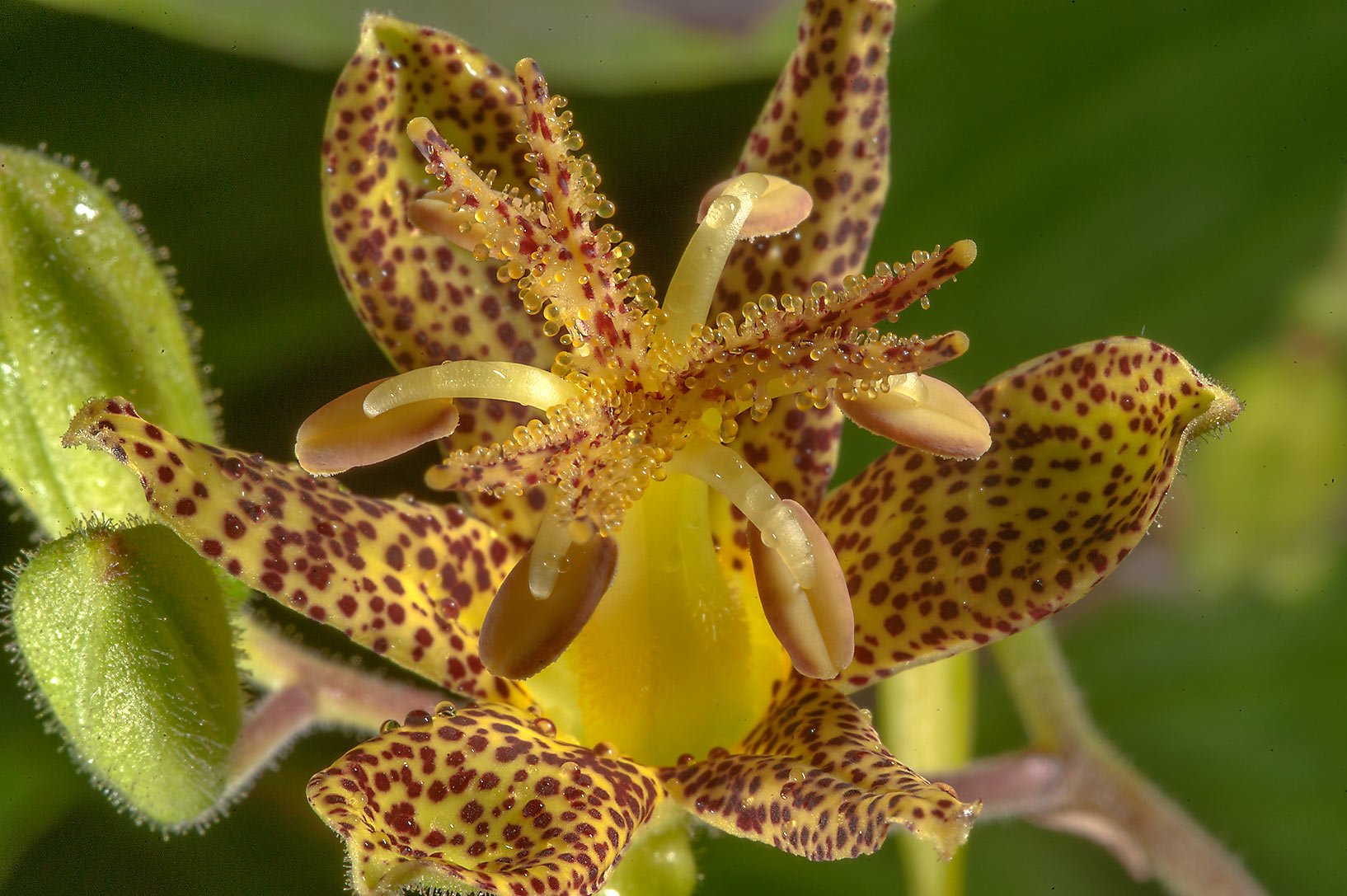 Голден Леопард Орхидея