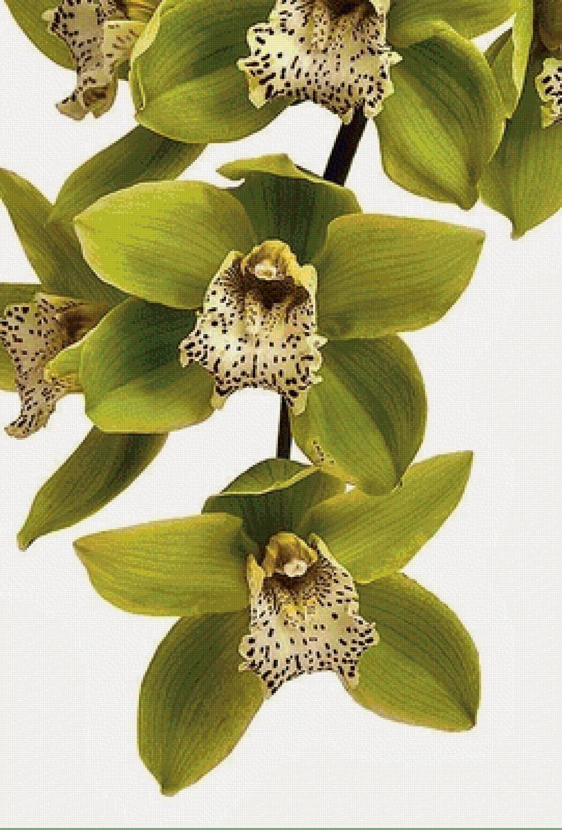 Орхидея зеленая