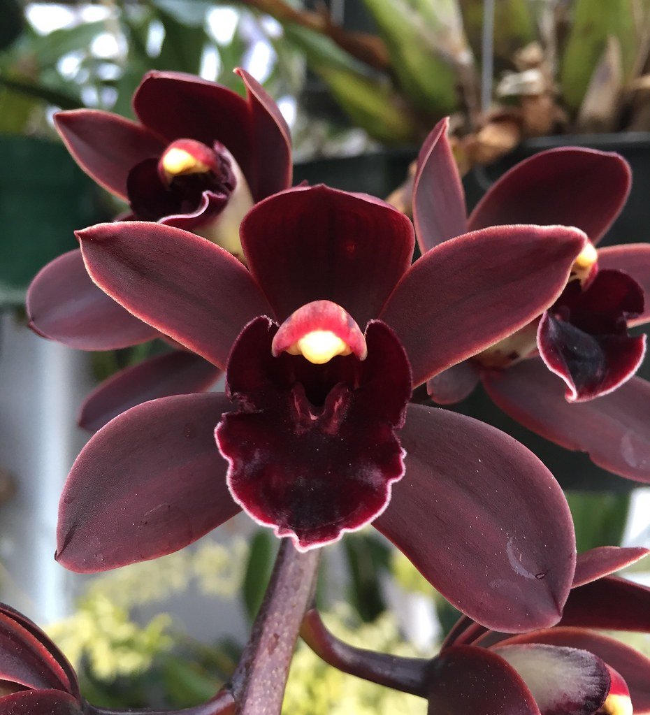 Орхидея бургундия