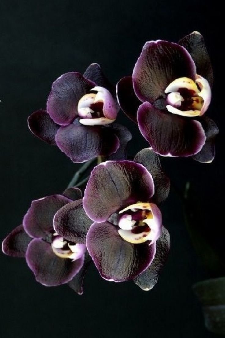 Черные орхидеи букет