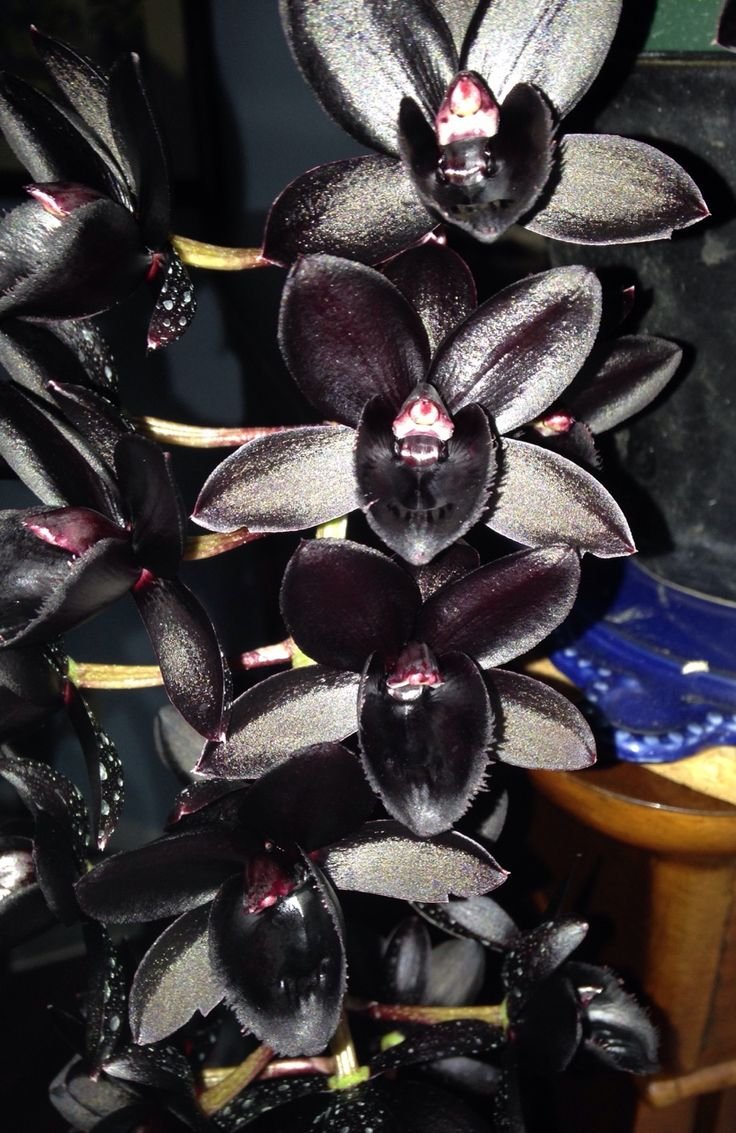 Орхидея Black Pearl черная Жемчужина
