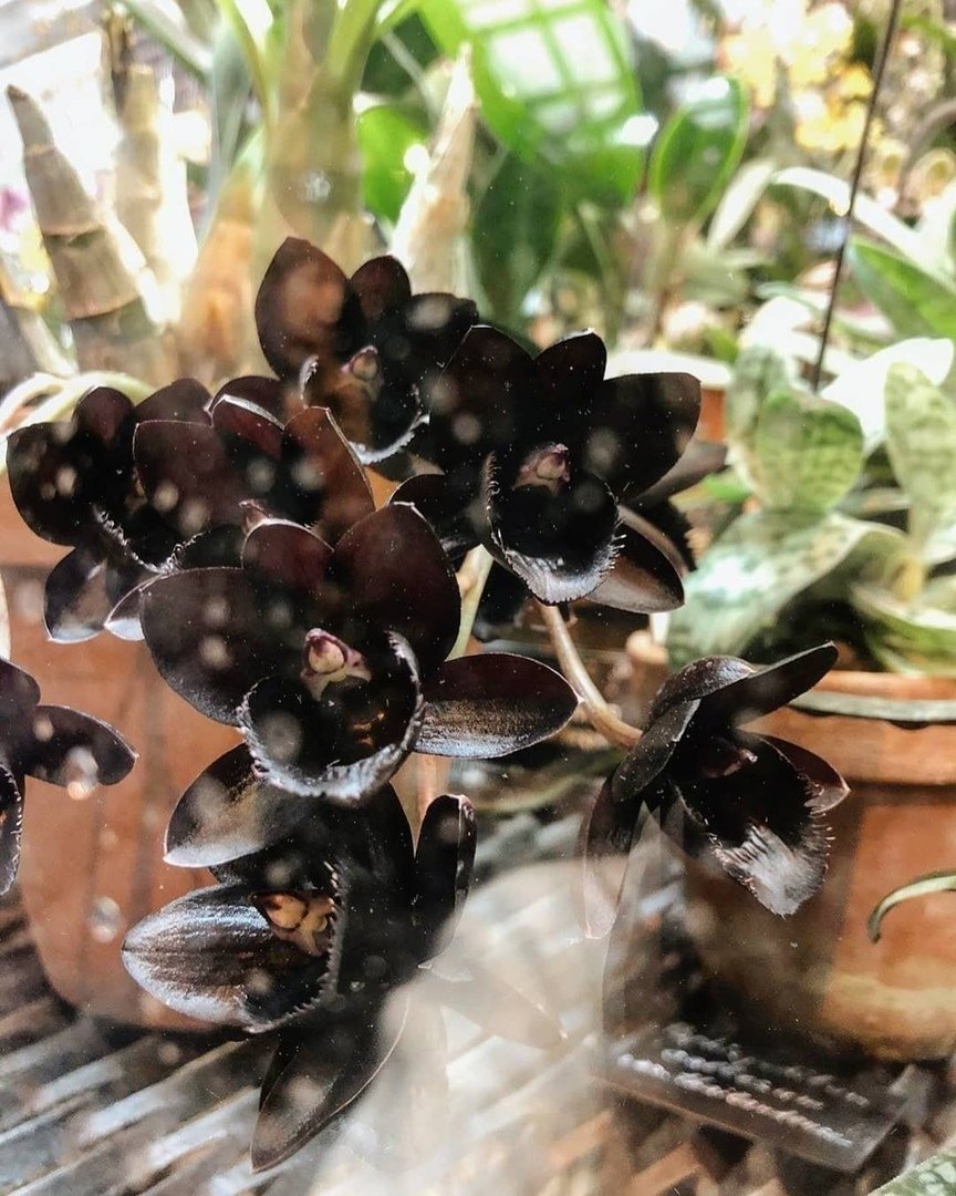 Фаленопсис черная Жемчужина