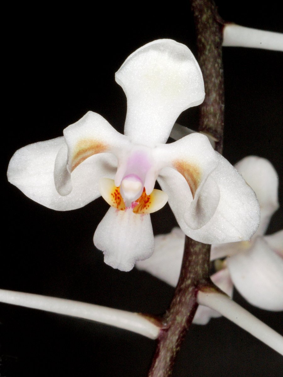 Орхидея Соломон