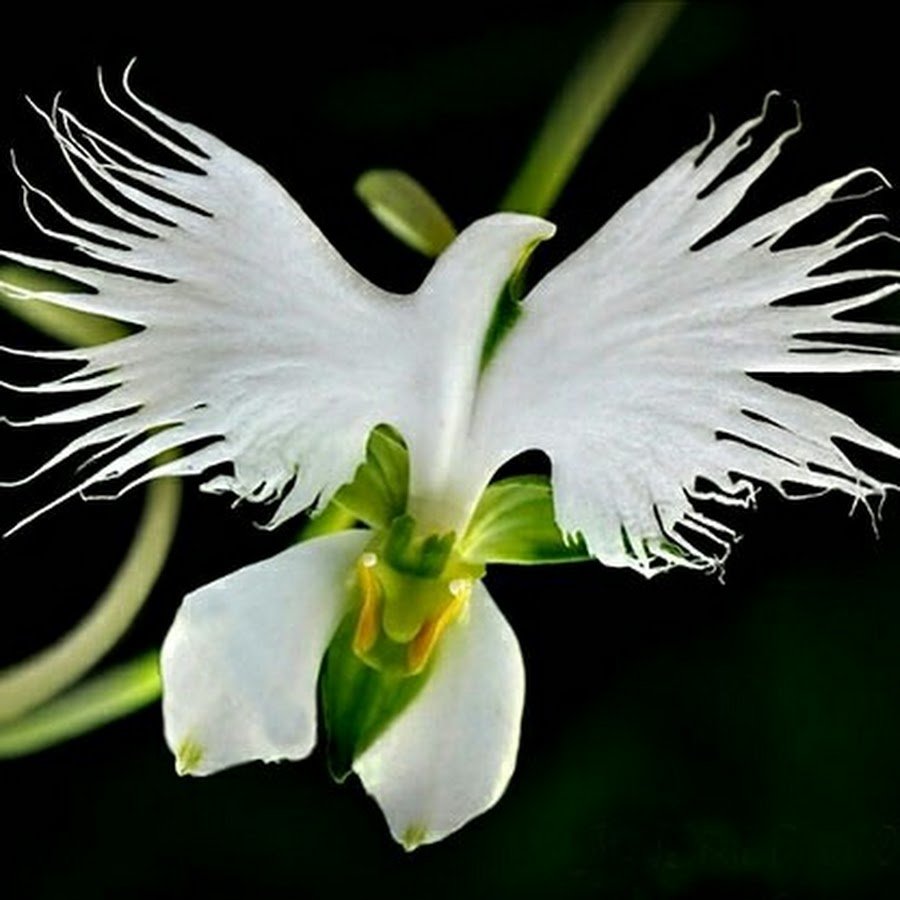 семена орхидеи фото