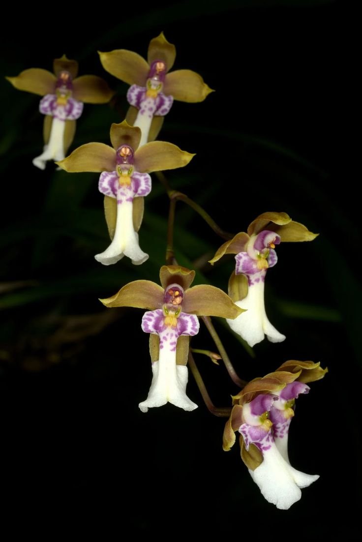 Орхидея балерина Caladenia melanema