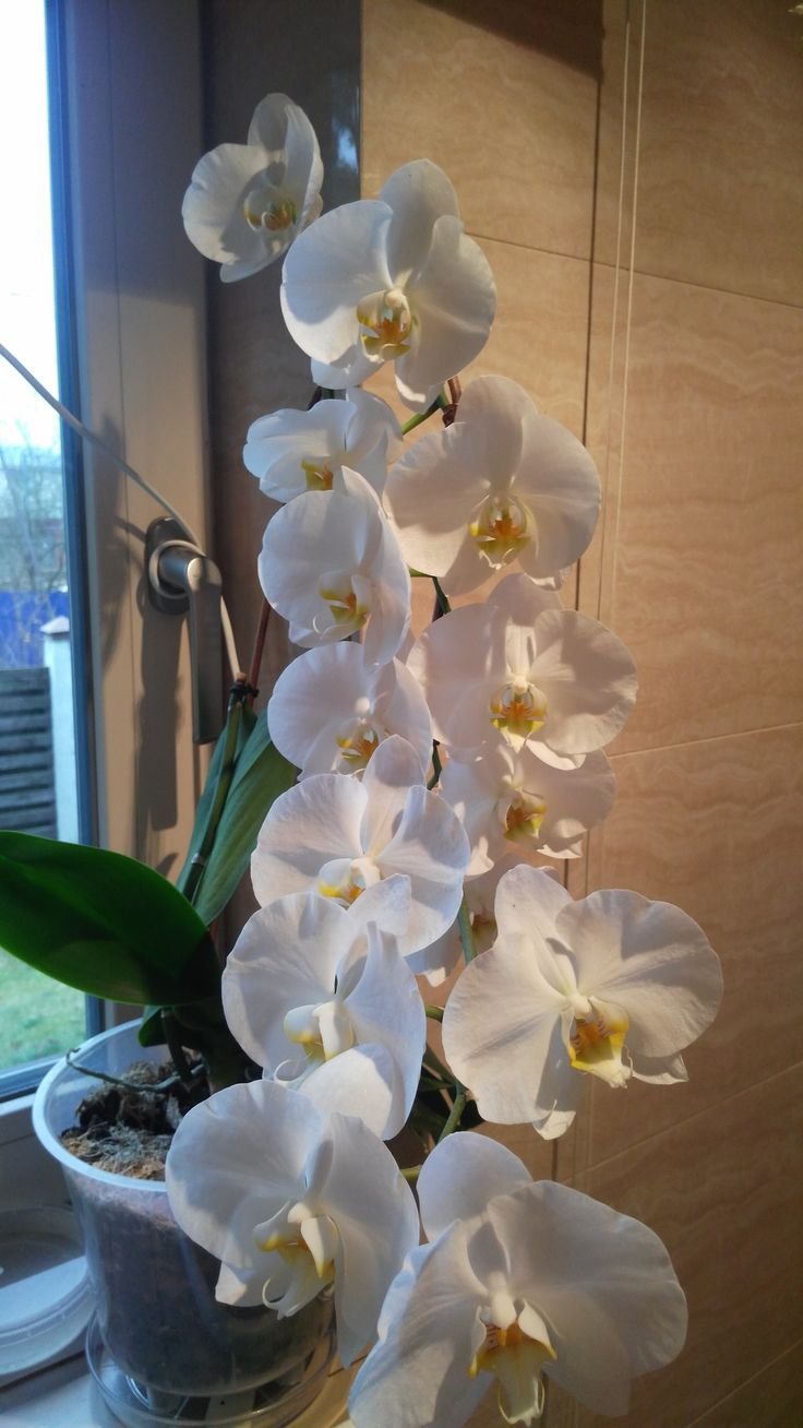 Орхидея Cambridge