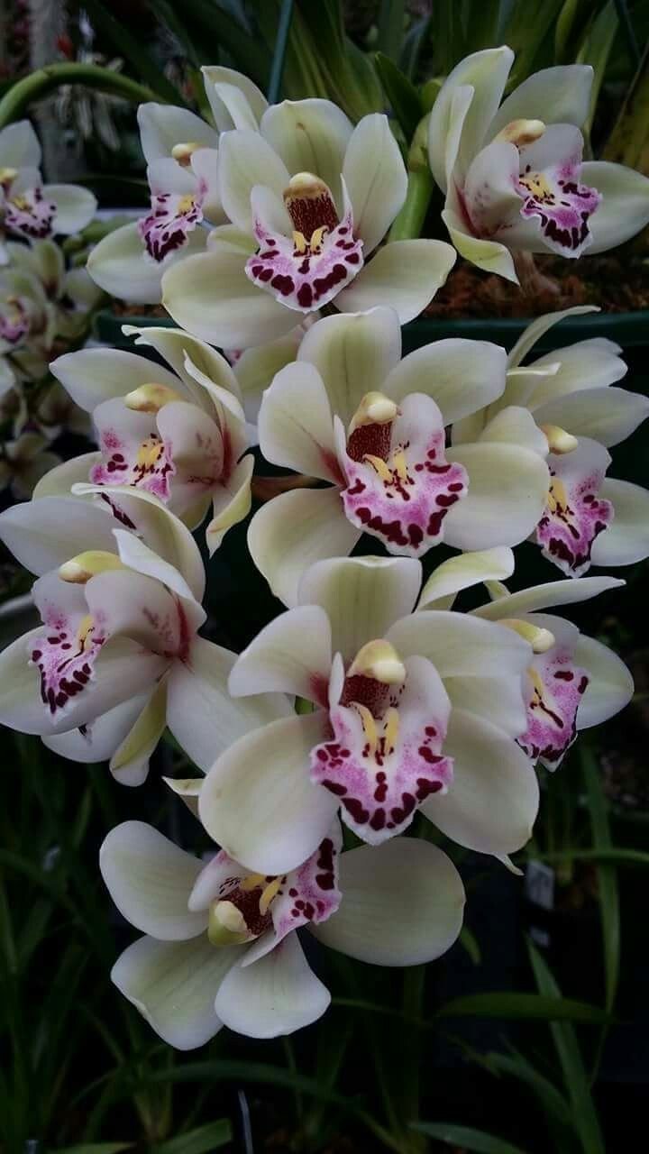 Кембридж орхидея
