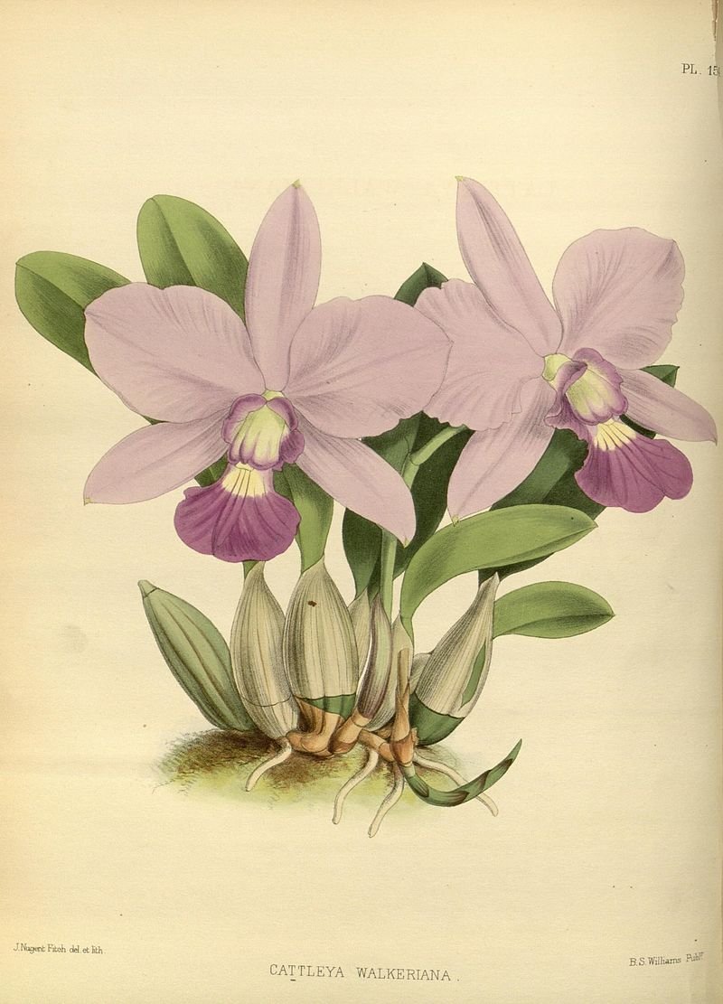 Фаленопсис Ботаническая иллюстрация