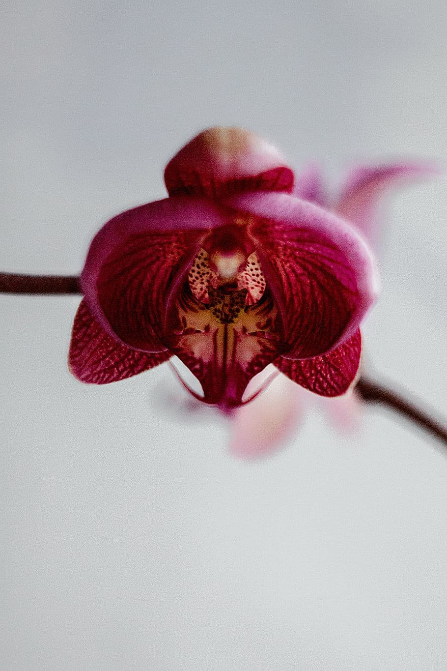 Орхидея с красными листьями