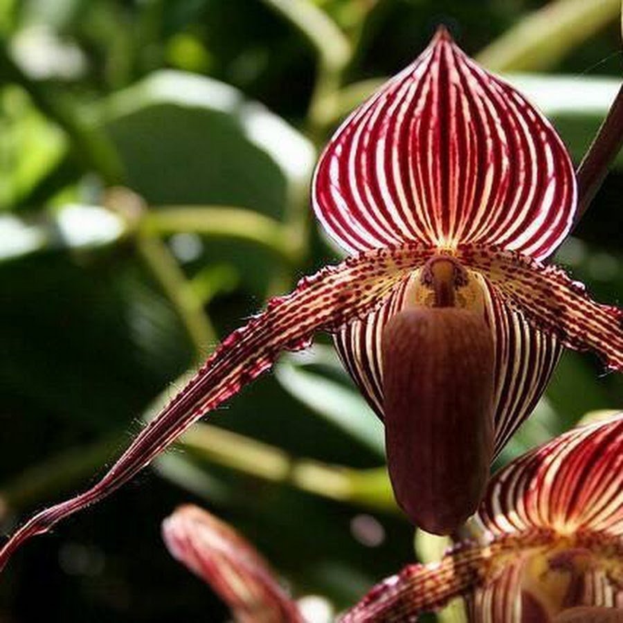 Кинабалу Орхидея