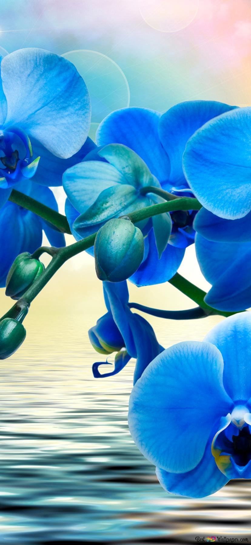 Greenfield синяя Орхидея