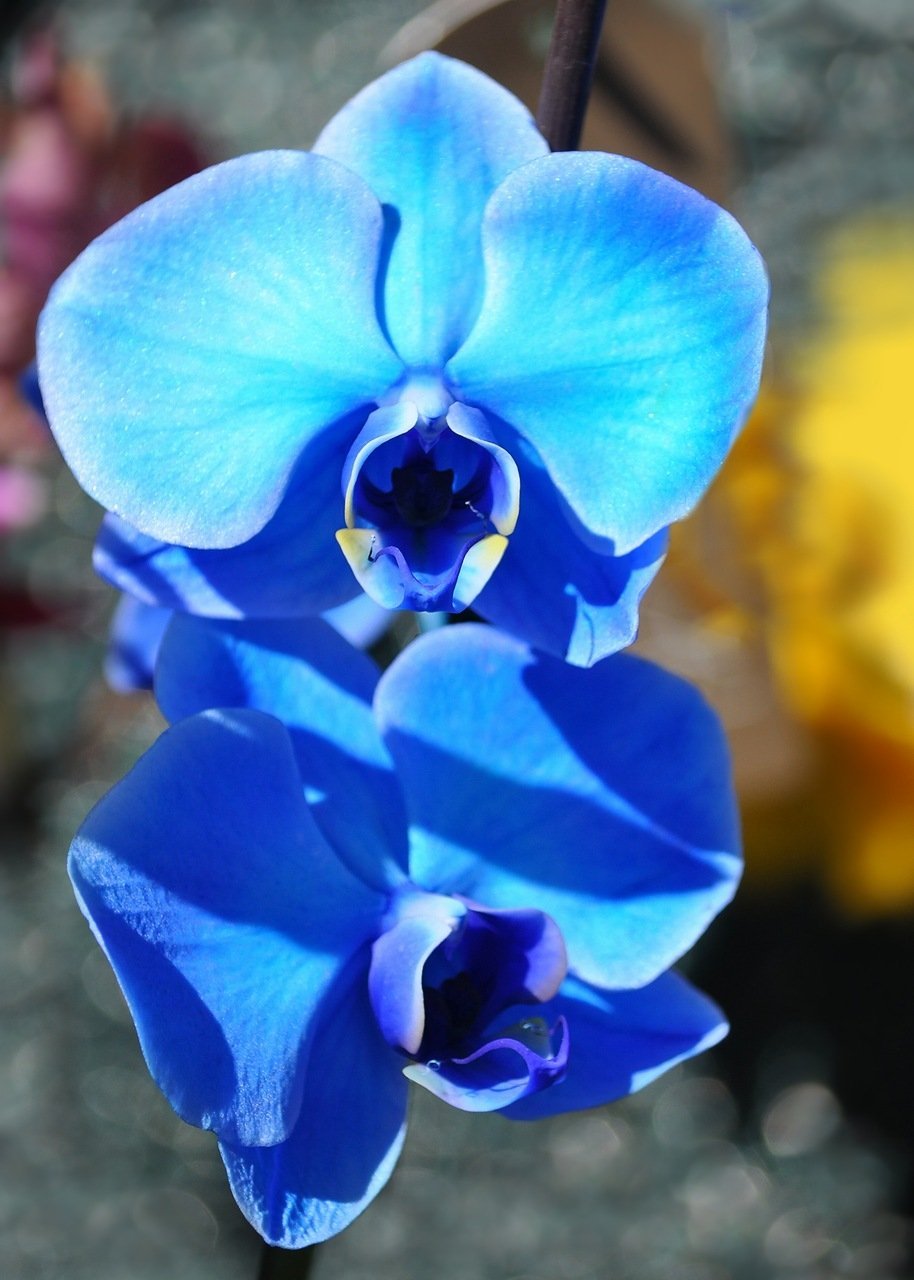 Голубая Орхидея Мальчики