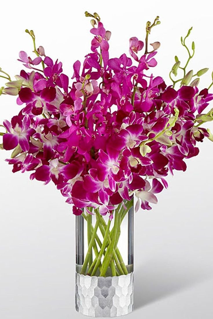 Орхидея Дендробиум фиолетовая