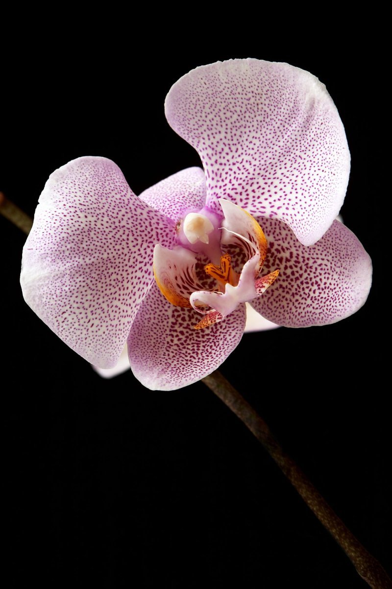 Эсми орхидея