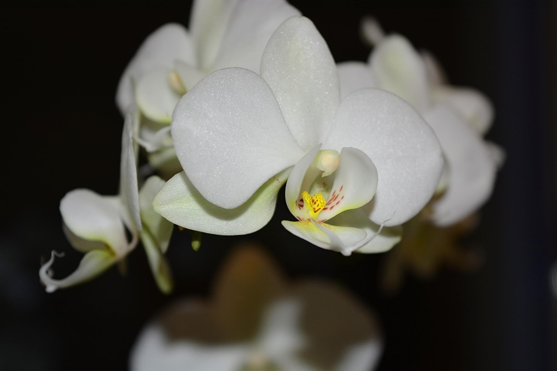 Орхидея Стюартиана Нобилис