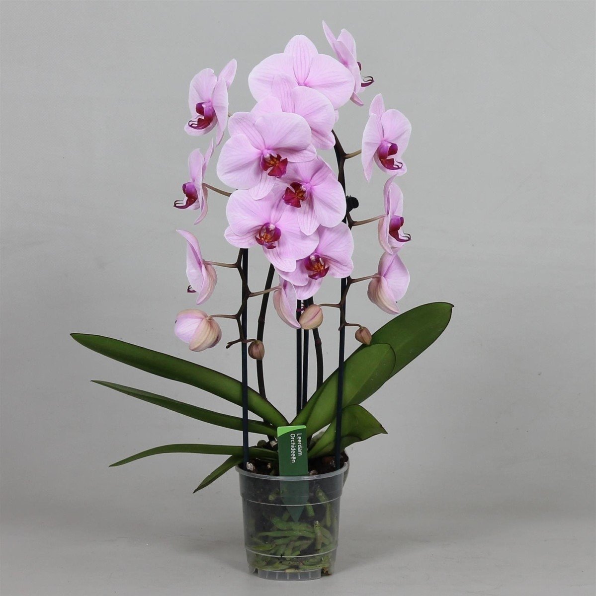 Орхидея вашингтон фото