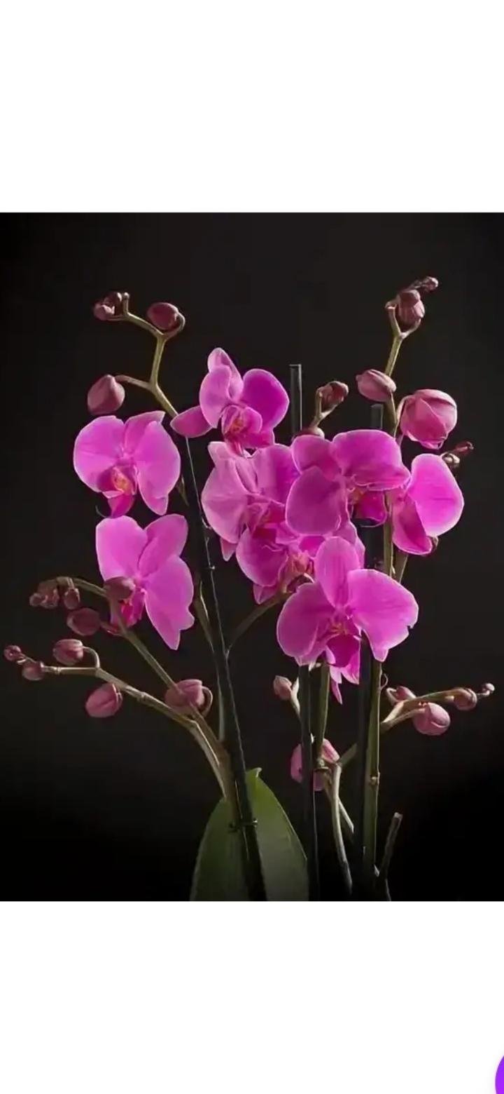 Joyride Орхидея фаленопсис