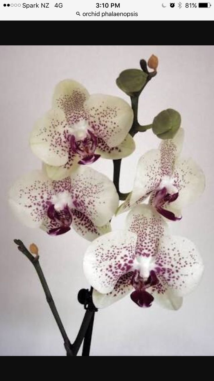 Орхидея Обезьянья Дракула