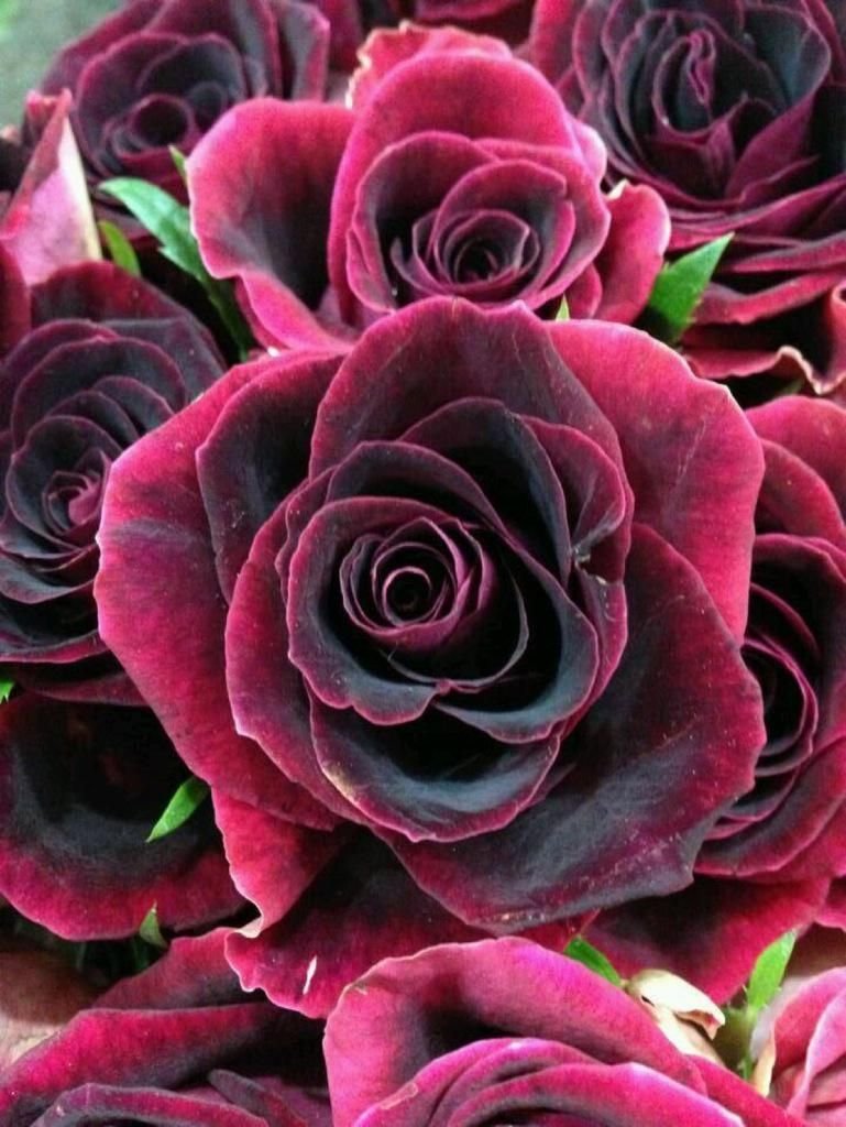Роза темно бордовая бархатная Блэк баккара