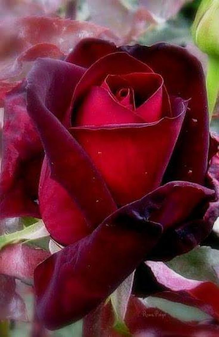 Чайно-гибридные розы бордового цвета