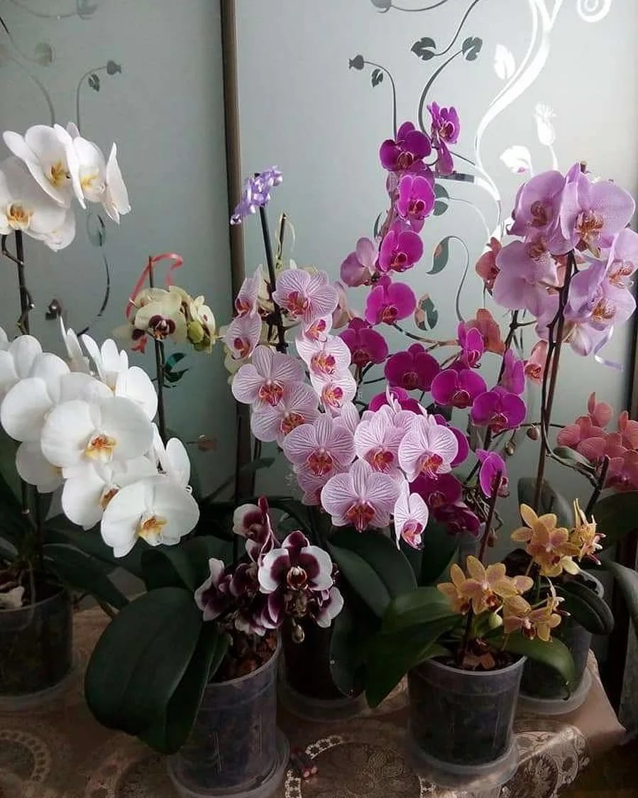 Орхидея мультифлора Ирен