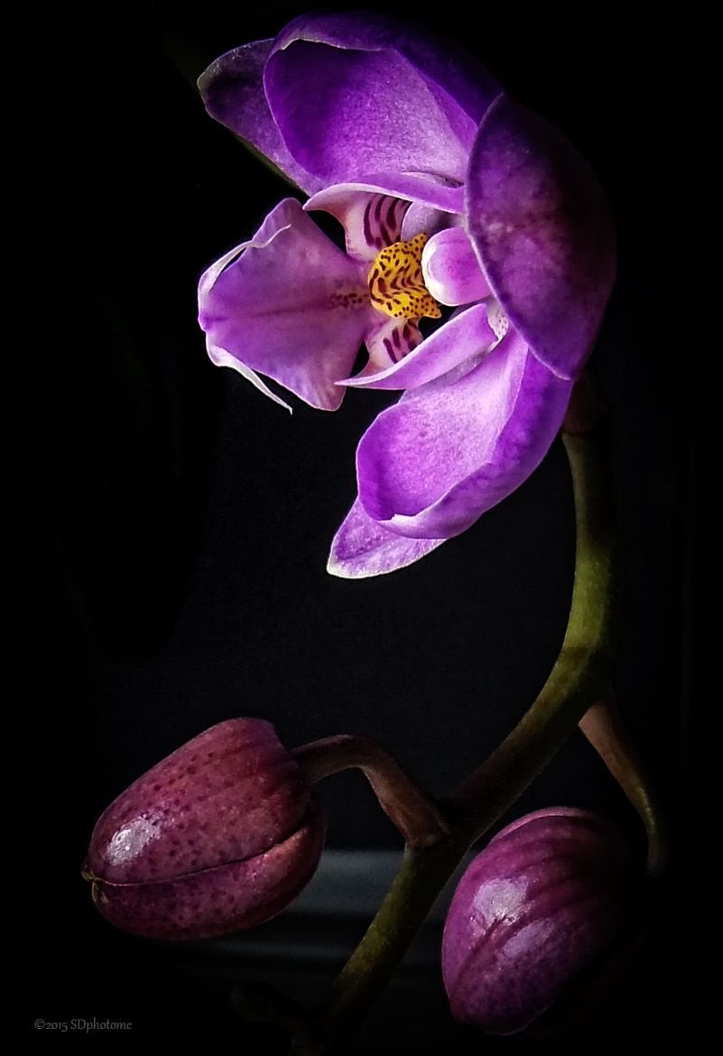 Соцветие орхидеи