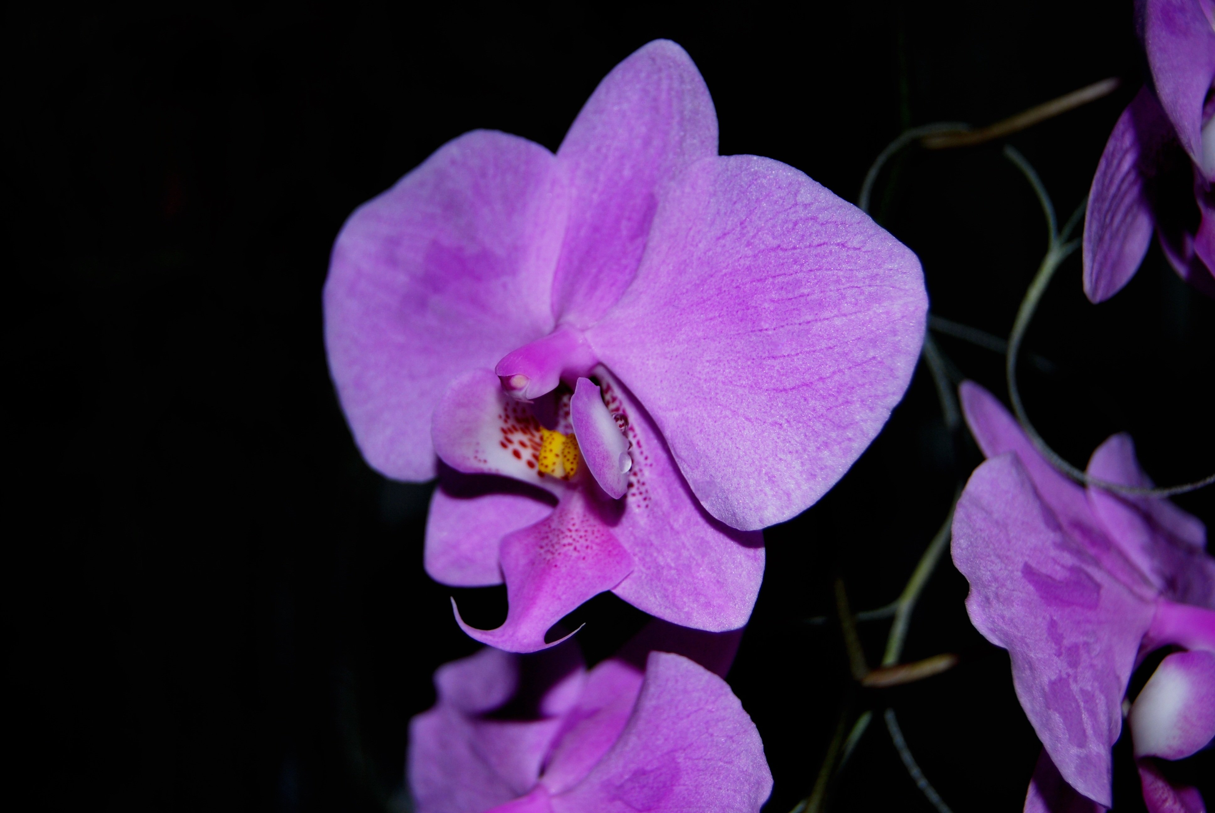 Орхидея Phalaenopsis Purple Dust