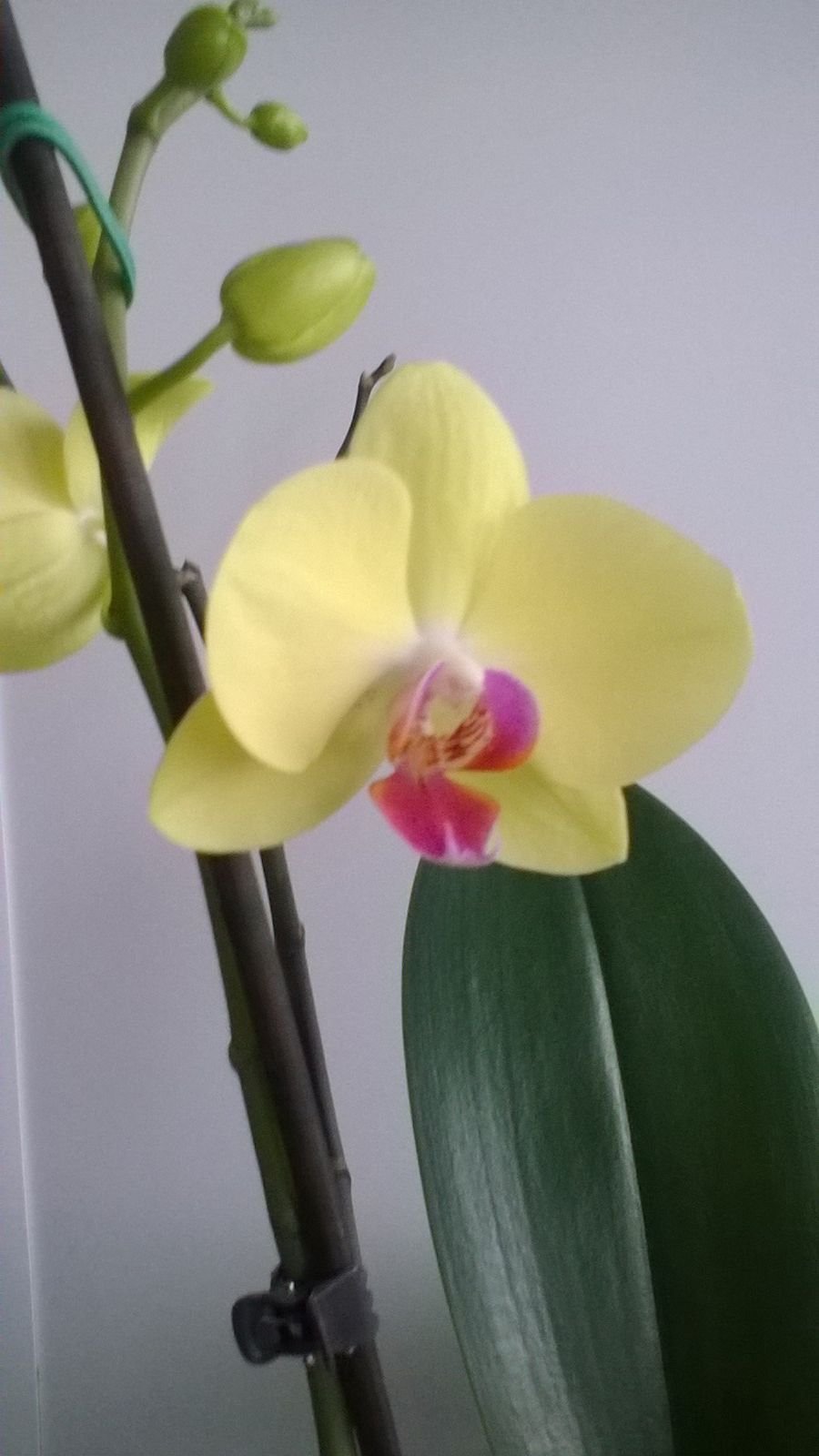 Орхидея фаленопсис Грин