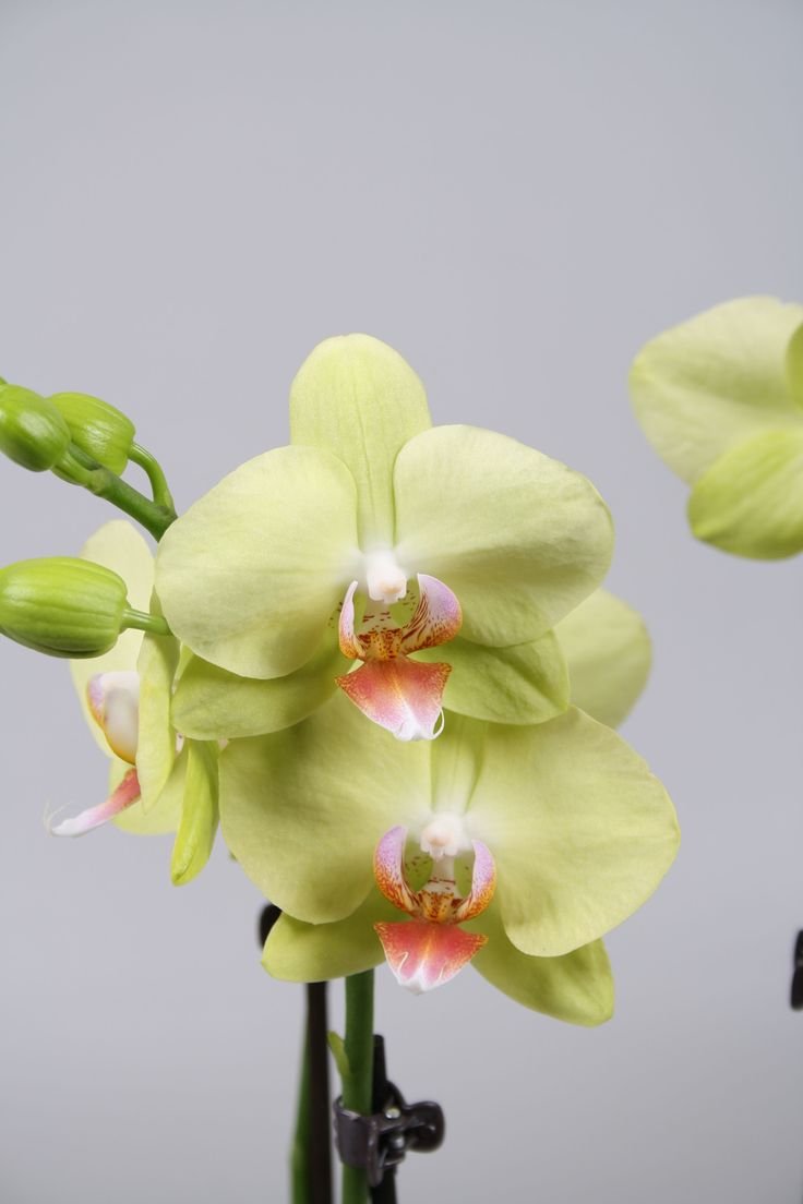 Лаймлайт орхидея