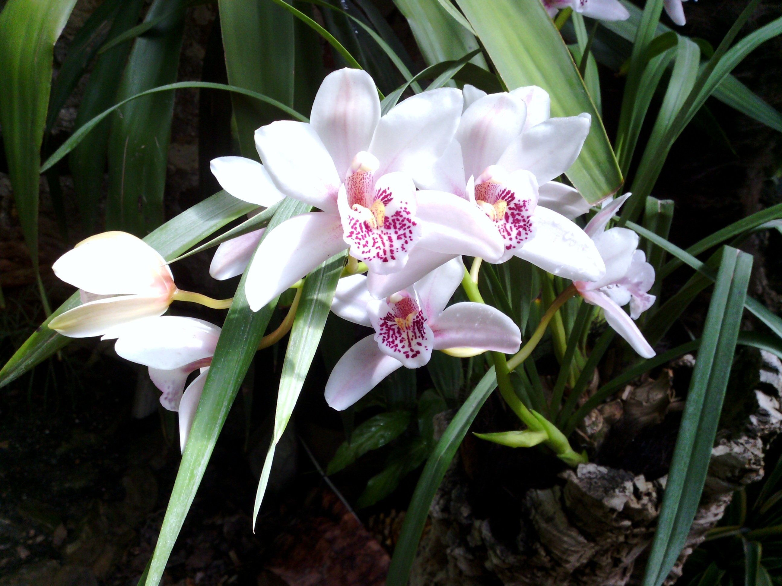Орхидея Замбия