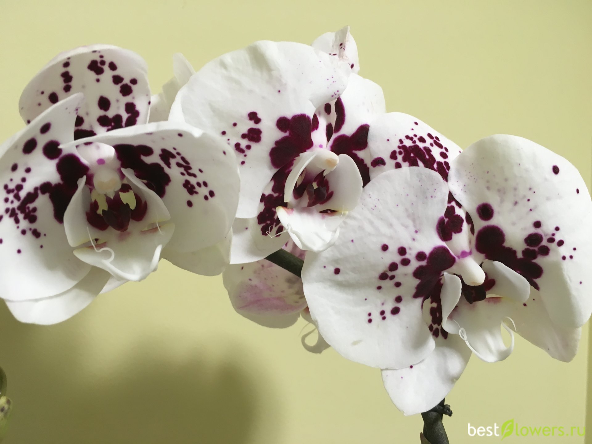 Орхидея рауль фото и описание сорта
