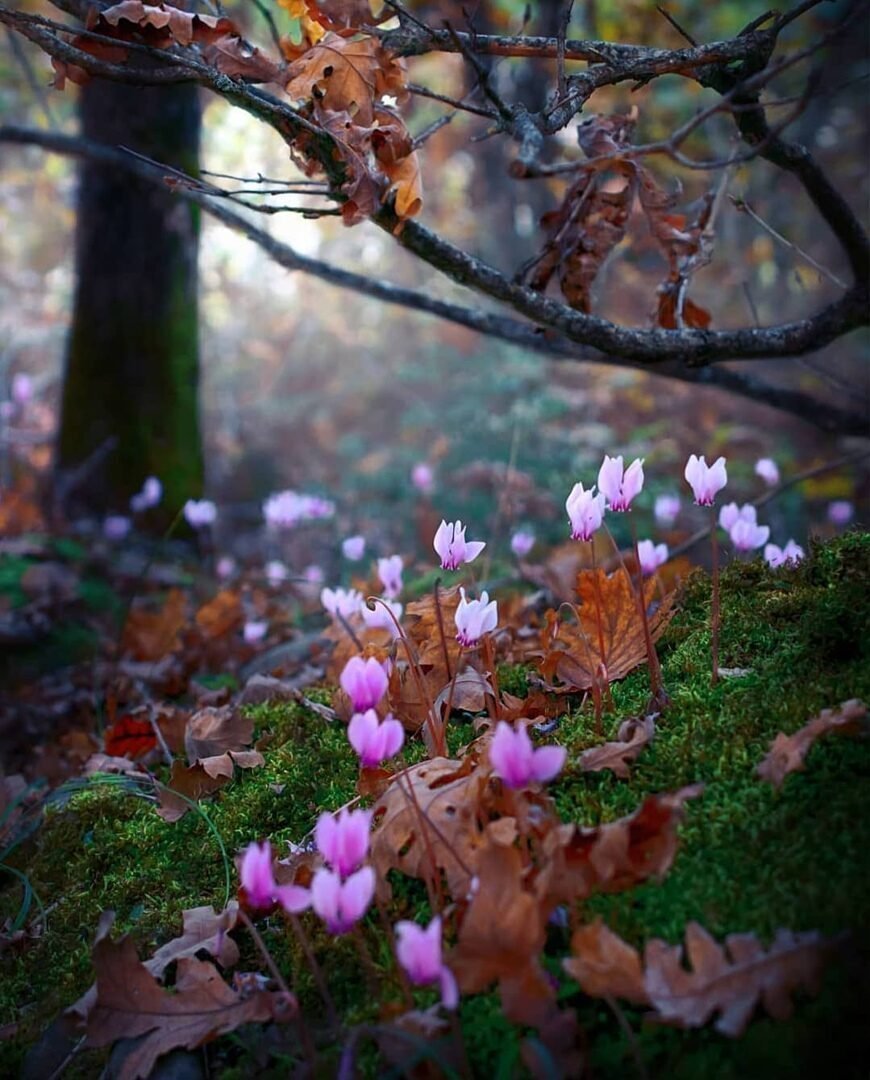 Цветы в лесу