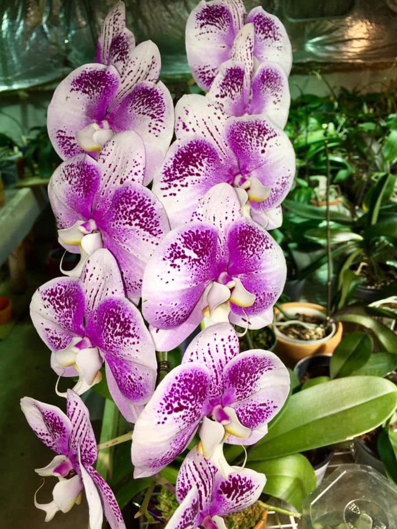 Орхидея Radiance