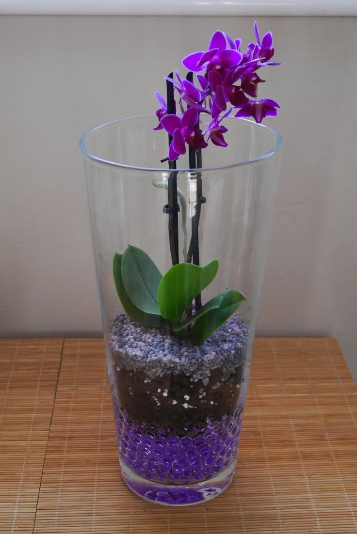 Орхидея фаленопсис микро грунт