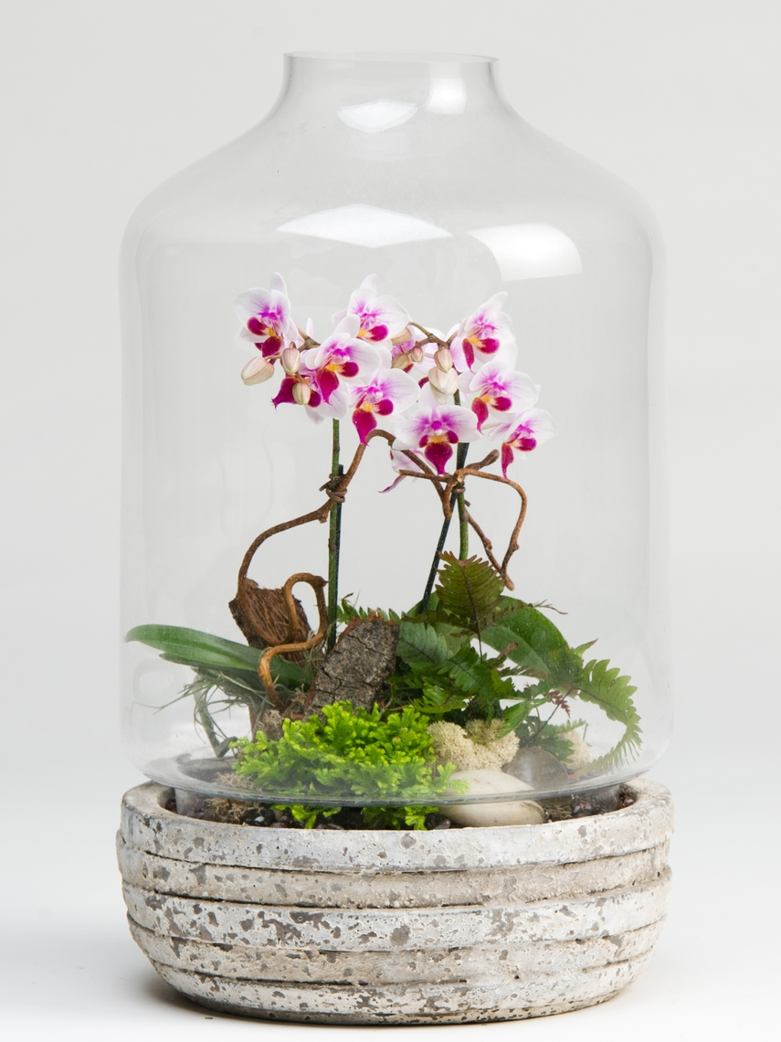 Орхидея во флорариуме